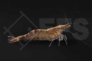 Malaya Garnele (Caridina cf. babaulti)