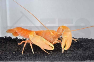Aprikosenkrebs (Cherax holthuisi apricot)