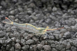 Nashorngarnele (Caridina gracilirostris)