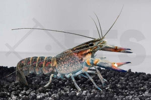 Rotscherenkrebs (Cherax quadricarinatus)
