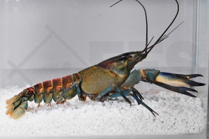 Dunkelblauer Krebs (Cherax spec. blue moon)