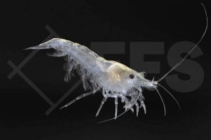 Schneeflöckchengarnele (Macrobrachium kulsiense)