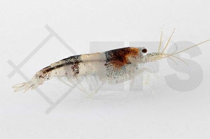 Bienengarnele (Caridina logemanni)