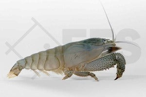 Blaue Monstergarnele (Atya gabonensis)