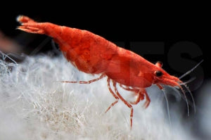 Sakura Garnele (Neocaridina davidi)