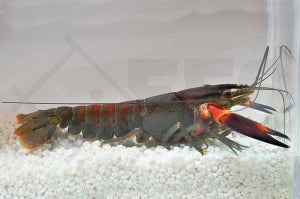 Red-Chili Lobster (Cherax spec.)