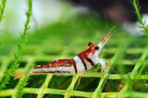 Harlekin Garnele (Caridina cf. woltereckae)