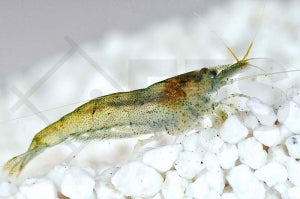 Regenbogengarnele (Caridina spec rainbow)