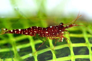 Rote Orchidee Garnele (Caridina glaubrechti)
