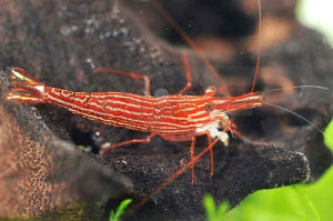 Rotlinien Streifengarnele (Caridina striata)