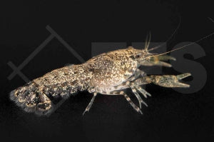 Alabama Zwergflusskrebs (Cambarellus spec. alabama)