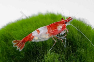 Rili Garnele 