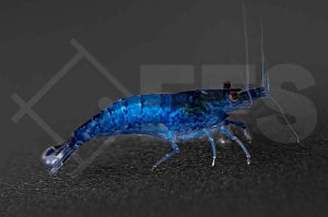 Blue Velvet Garnele (Neocaridina davidi)