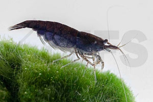 Schwarze Zwerggarnele (Neocaridina davidi)