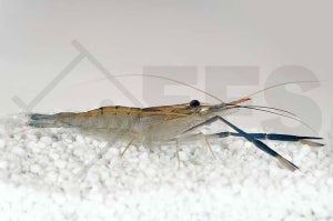 Blaue Ringelhandgarnele (Macrobrachium dayanum)