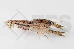 Ninas Zwergflusskrebs (Cambarellus ninae)