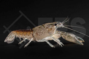 Flusskrebs (Procambarus vasquezae)