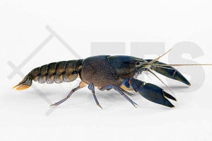 Black Scorpion 