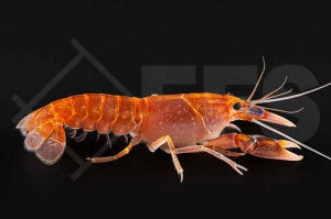 Volcano Yabby (Cherax destructor var. volcano)