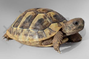 Griechische Landschildkröte (Testudo hermanni boettgeri)