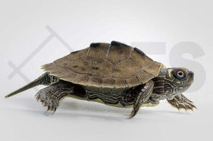 Mississippi Höckerschildkröte (Graptemys kohnii)