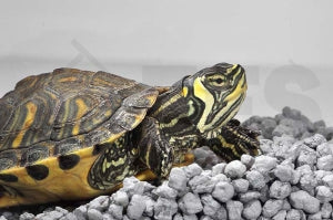 Hieroglyphenschmuckschildkröte (Pseudemys concinna)