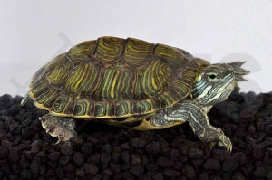 Cumberland Schildkröte (Trachemys scripta troostii)