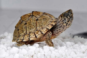 Dach Moschusschildkröte (Sternotherus carinatus)