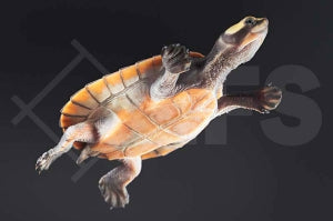 Rotbauch Spitzkopfschildkröte (Emydura subglobosa)