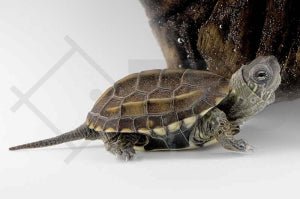 Chinesische Dreikielschildkröte (Mauremys reevesii)