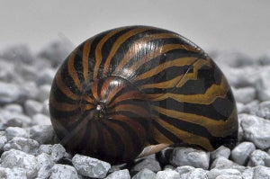 Zebra-Rennschnecke (Mega-Algenfresser)