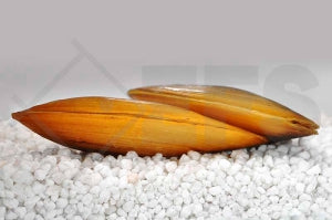 Tropische Süßwassermuschel (Pilsbryoconcha exilis)