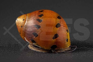 Leopard-Rennschnecke (Vittina semiconica)
