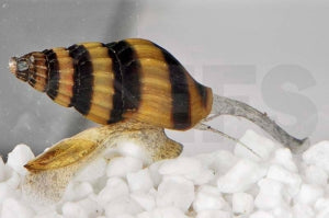 Schneckenfressende Schnecke (Clea helena)