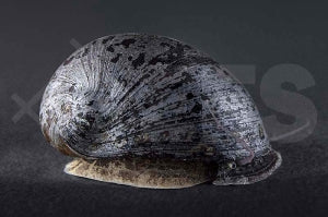 Militärhelmschnecke (Neritina pulligera)