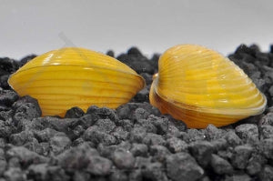 Gelbe Körbchenmuschel (Corbicula javanicus)