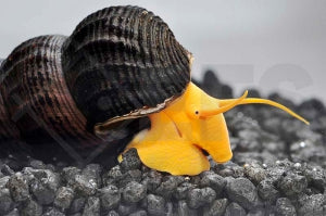 Orange Turmdeckelschnecke (Tylomelania spec.)