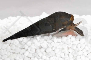 Langnasen Schnecke (Stenomelania torulosa)