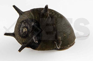 Schwarze Geweihschnecke (Clithon corona black)