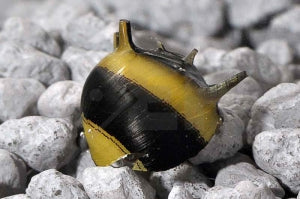Hummel Geweihschnecke (Clithon spec.)