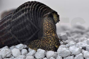 Goldpunkt-Pososchnecke (Tylomelania towutensis)