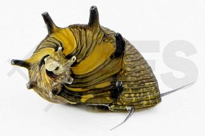 Sonnenschnecke (Clithon corona)