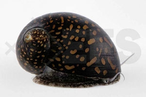 Batik Schnecke (Neritina variegata)