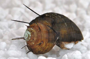 Haarige Turmdeckelschnecke (Thiara cancellata)
