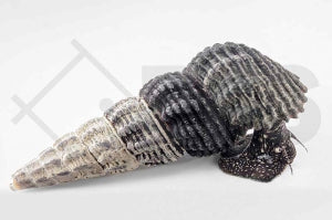 Perlhuhnschnecke (Tylomelania patriarchalis)