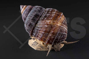 Pianoschnecke (Taia naticoides)