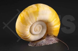 Paradiesschnecke 