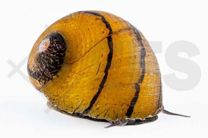 O-Ring Rennschnecke (Neritina spec.)