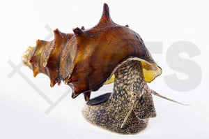 Stachelige Turmdeckelschnecke (Brotia pagodula)