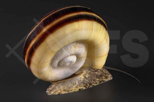 Paradiesschnecke (Marisa cornuarietis)
